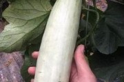 网红吃的会拉丝的瓜,会拉丝的瓜，口感独特，一吃倾心