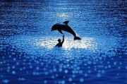 碧海蓝天电影在线观看,探寻海洋深处的浪漫传奇