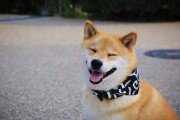 柴犬男星爆料视频,娱乐圈背后的真实爆料视频