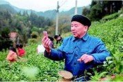 农民网红爆料视频播放,视频播放量背后的秘密解析