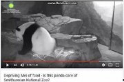 爆料美国动物园事件视频,动物生存状况引关注