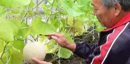 娱乐吃瓜大ip,那些你不知道的“吃瓜”大IP背后的故事